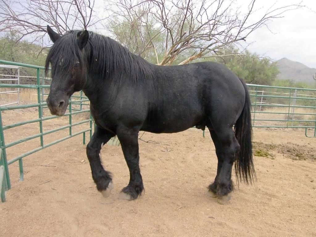 Порода лошадей першерон: описание породы ее размеры (+фото и видео)
