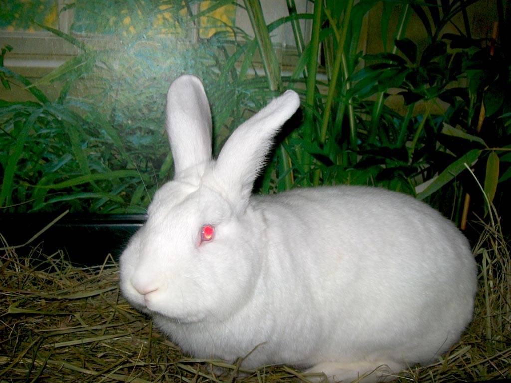 Особенности новозеландской белой породы кроликов
