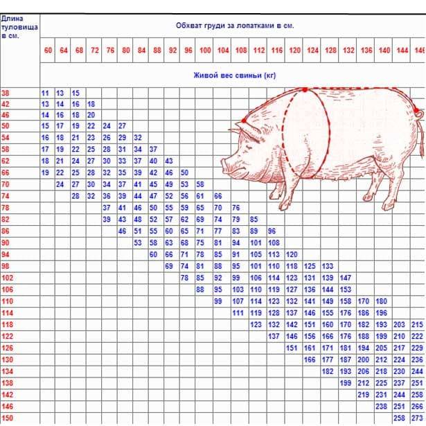 Сколько весит свинья: средний вес при забое, таблица замера, максимальный вес