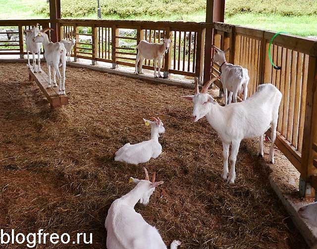 Уход и содержание коз в домашних условиях для начинающих 2021