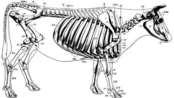 Строение скелета коровы с названиями костей