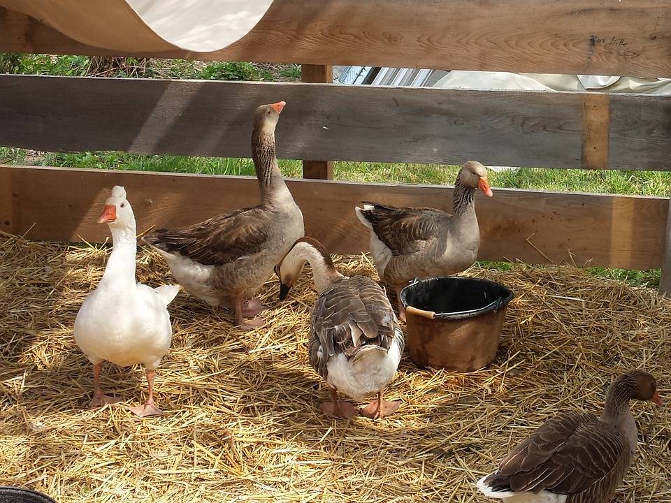 Гусиная ферма — оборудование и тонкости содержания птицы