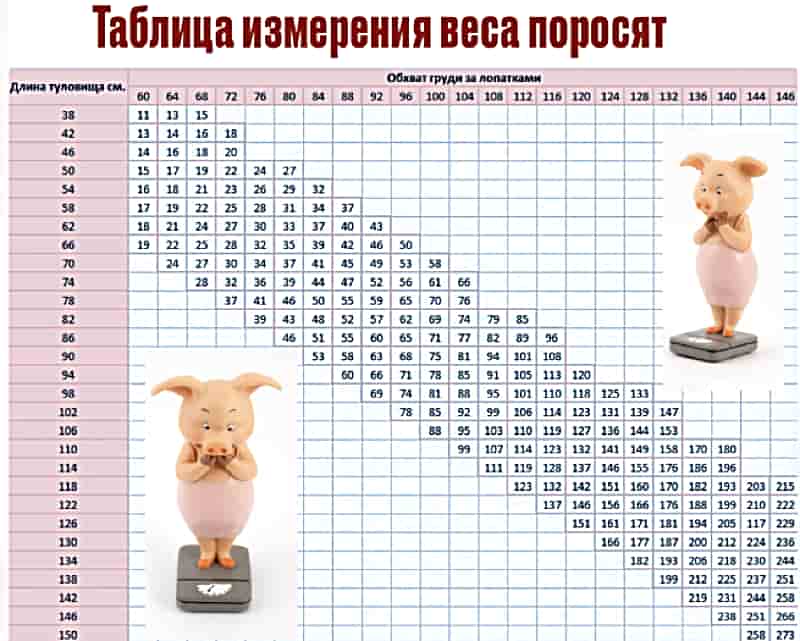 Сколько весит свинья, таблица веса по размерам
