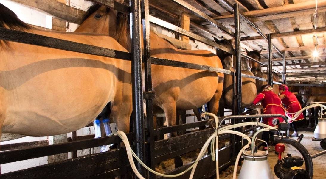 Лошадиное молоко — продуктивность, применение и доение кобыл