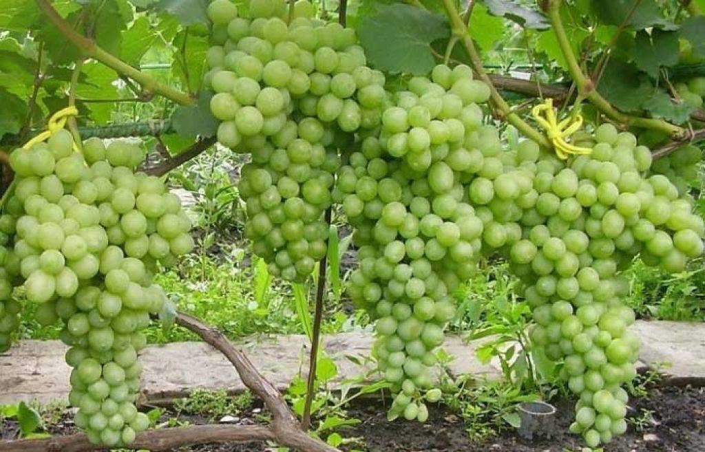 Виноград лора - описание характеристик сорта, уход за сортом лора