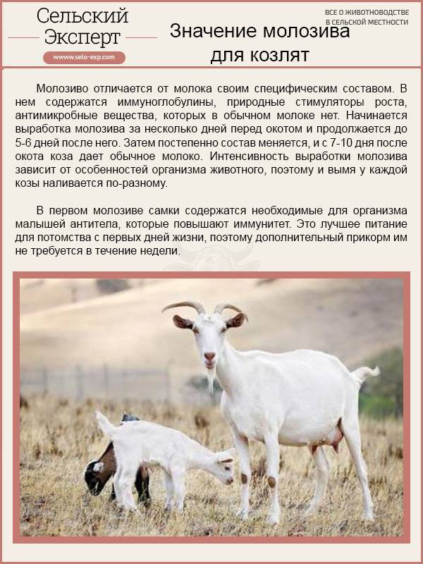 Окот у козы — инструкции на время беременности и роды