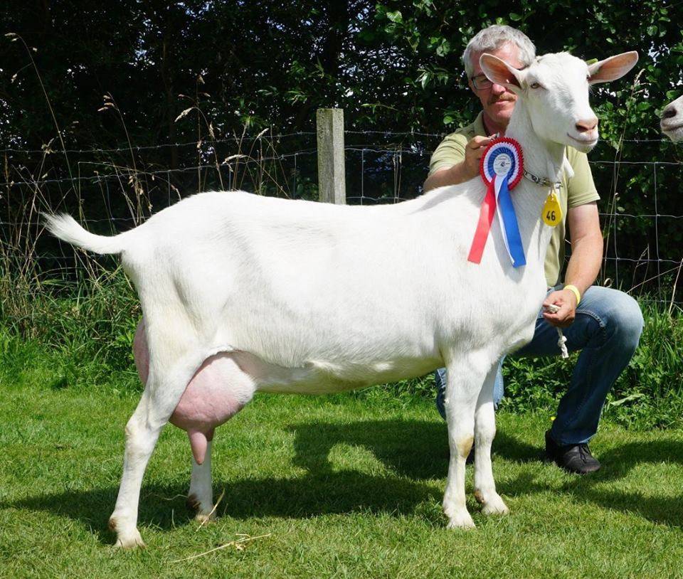 Зааненская порода коз: описание, продуктивность, уход :: syl.ru