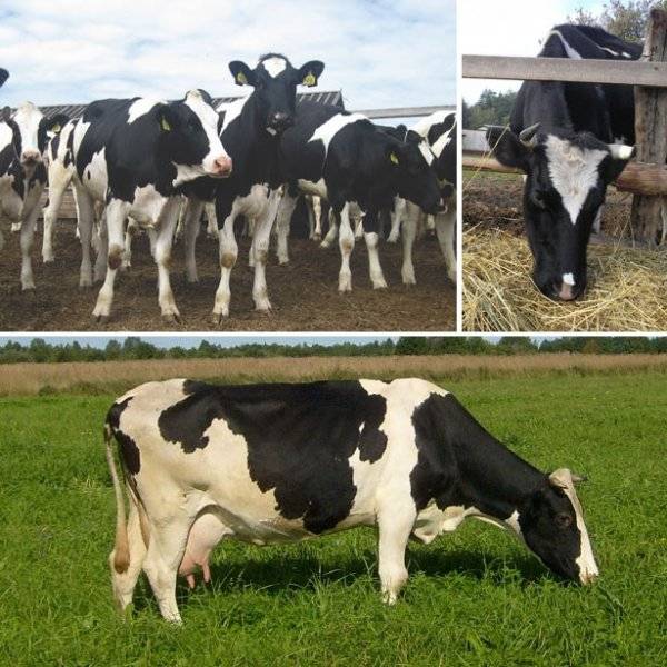 Холмогорская порода коров — описание, характеристики породы
