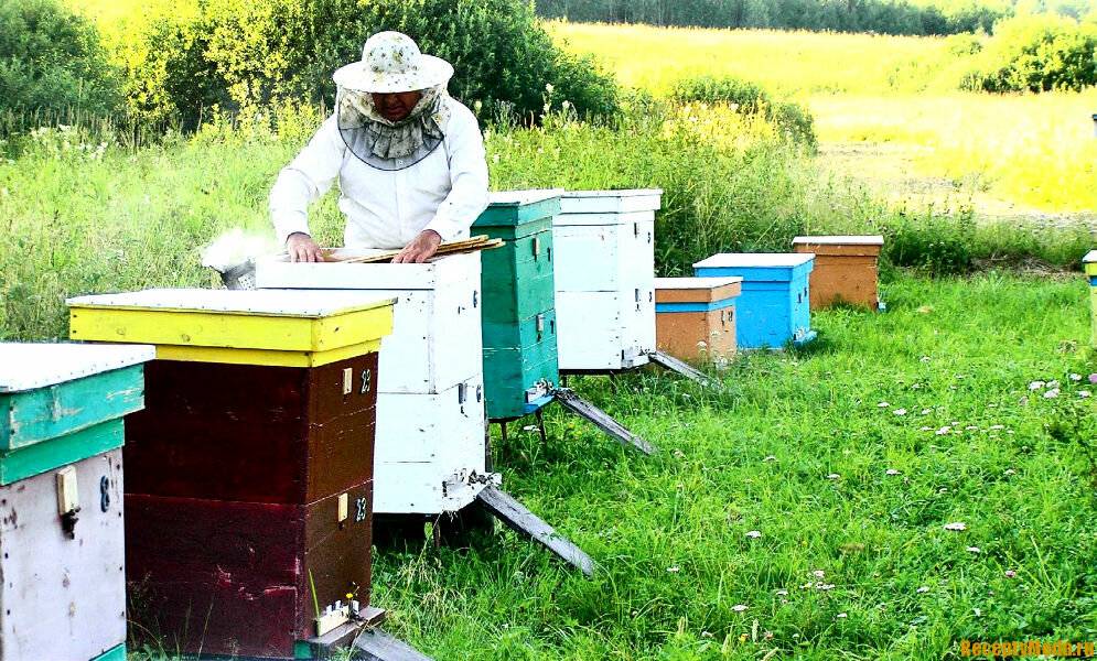 Особенности пчеловодства для начинающих, рекомендации и возможные ошибки