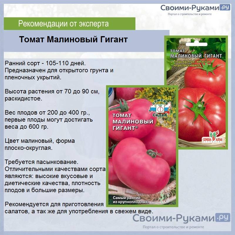 Томат розовый гигант — характеристики, описание, урожайность и нюансы сорта (видео + 105 фото)