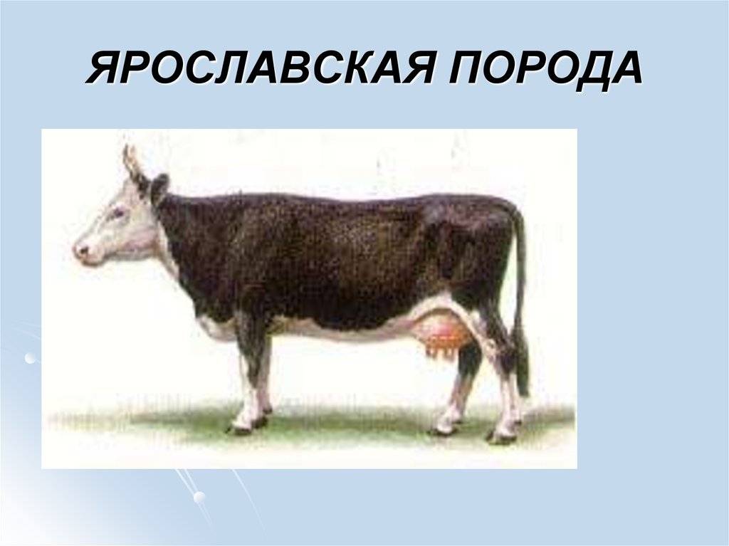 ✅ о ярославской породе коров и телят: описание и характеристики, содержание, уход
