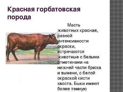 Красная горбатовская порода коров: описание, содержание, плюсы и минусы