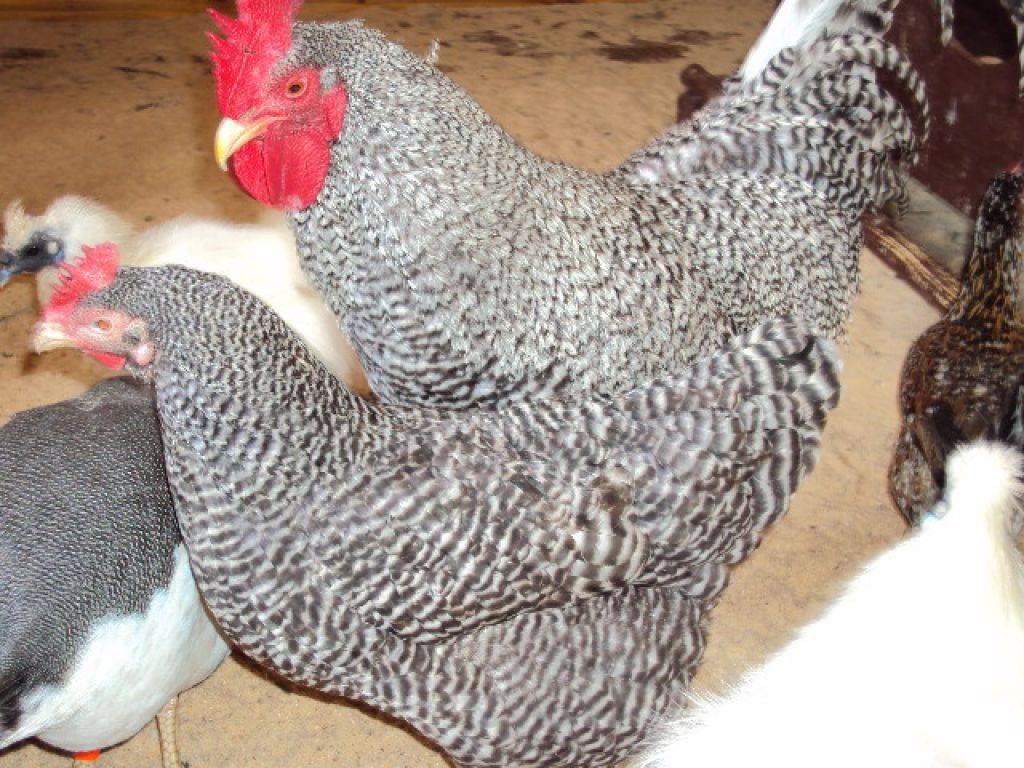 Маран порода кур: описание и недостатки черно-медных кур (фото)