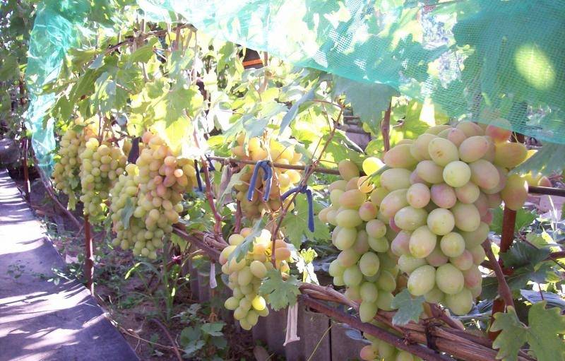 Виноград виктор: описание сорта, уход и выращивание, отзывы