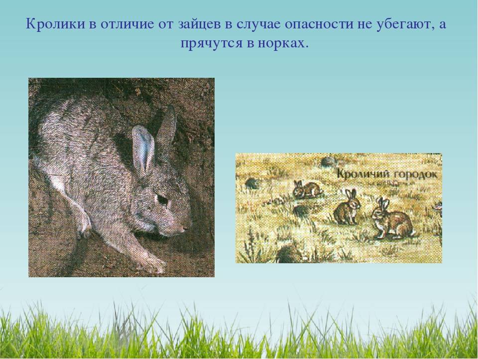 Чем отличается заяц от кролика: внешние отличия, образ жизни