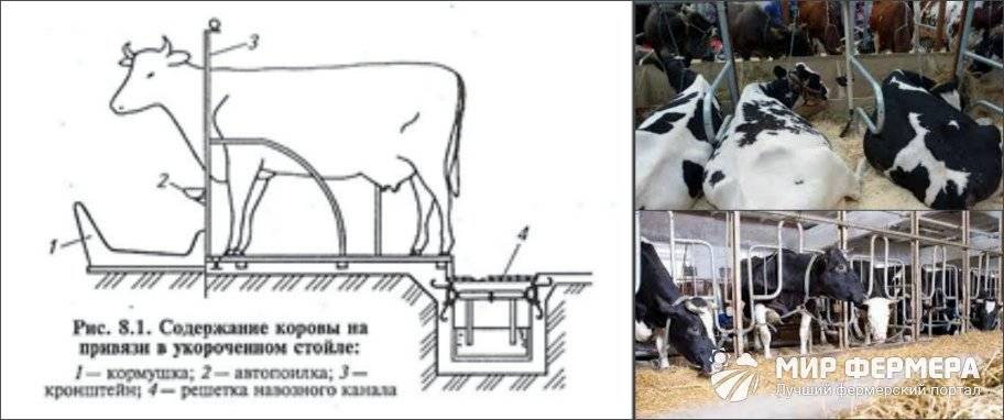 Стойло для коров: как сделать своими руками в домашних условиях, размеры, обустройство, как привязать корову в стойле, видео, фото