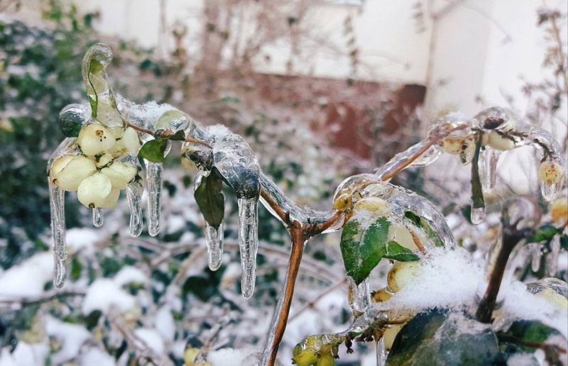 Какие растения в огороде заморозков не боятся: топ лучших советов по возвратным холодам от «зеленой грядки»