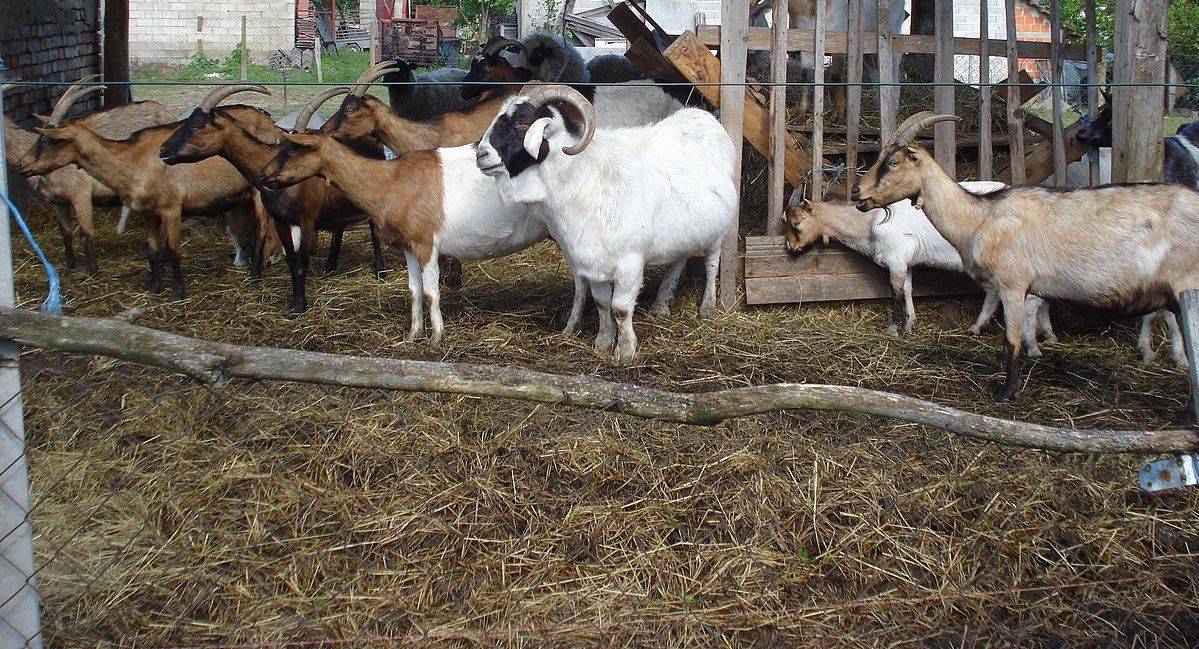 Как правильно кормить козу зимой: перед и после окота, основные правила кормления, как составить рацион