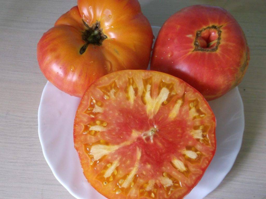 Сочетание всех лучших качеств в одном сорте — томат загадка: описание помидоров и характеристики