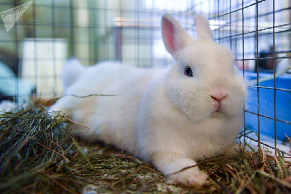 Короткошерстный карликовый кролик: содержание и уход