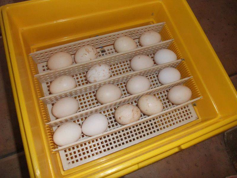 Всё о том, как правильно хранить куриные яйца и можно ли их перед этим мыть?