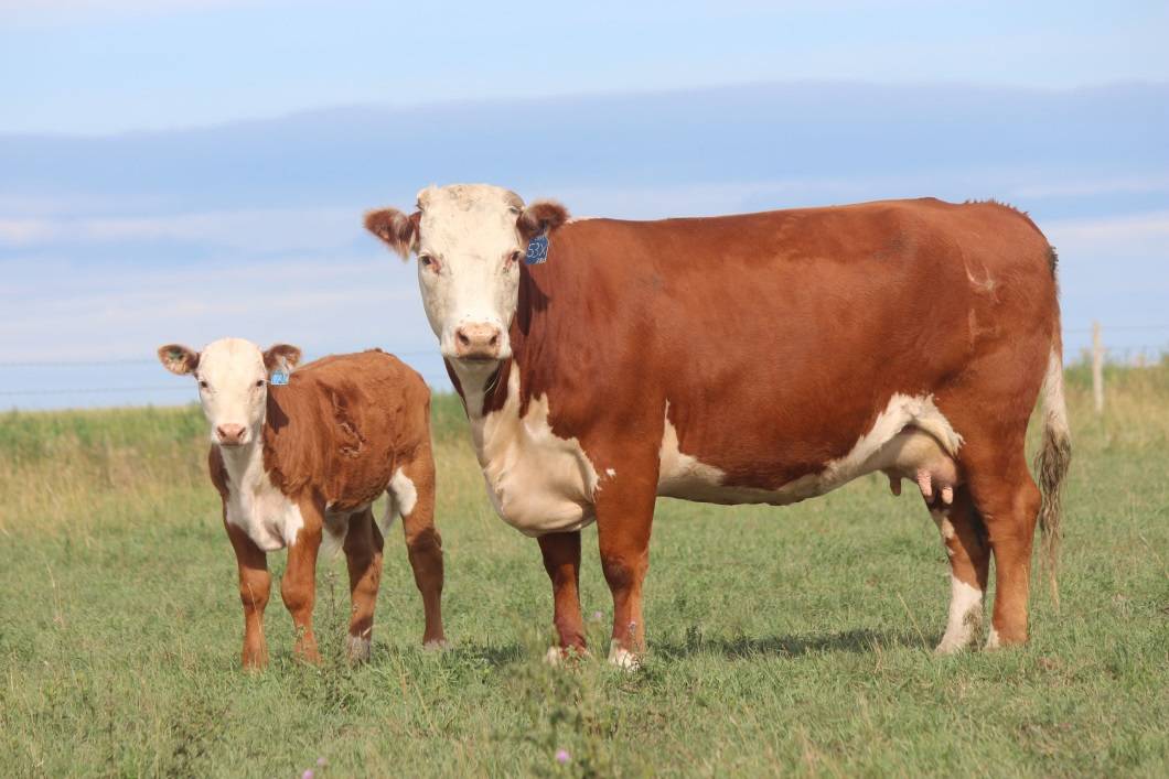 Герефордская порода коров: характеристика и описание породы