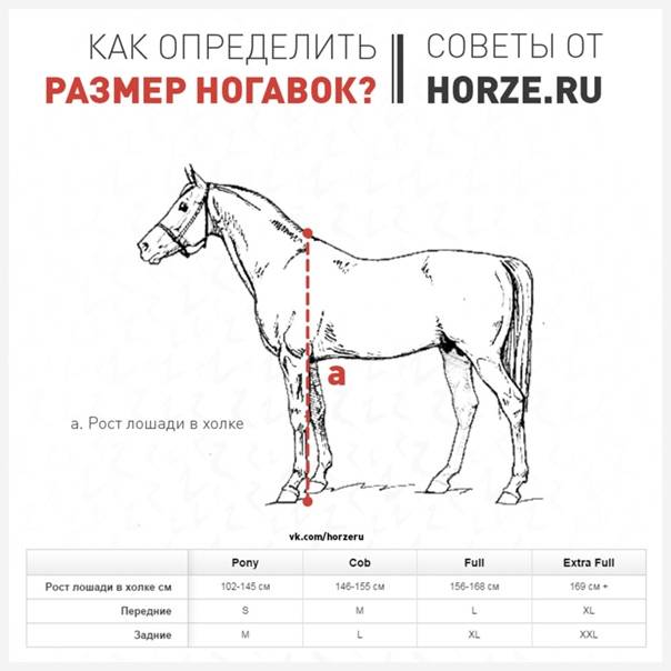 Вес лошади и классификация весовых категорий: сколько весит взрослый конь, как посчитать его массу