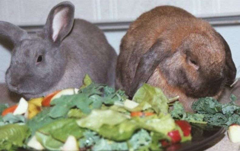 Кормление кроликов: можно ли питомцам давать свеклу? практические рекомендации