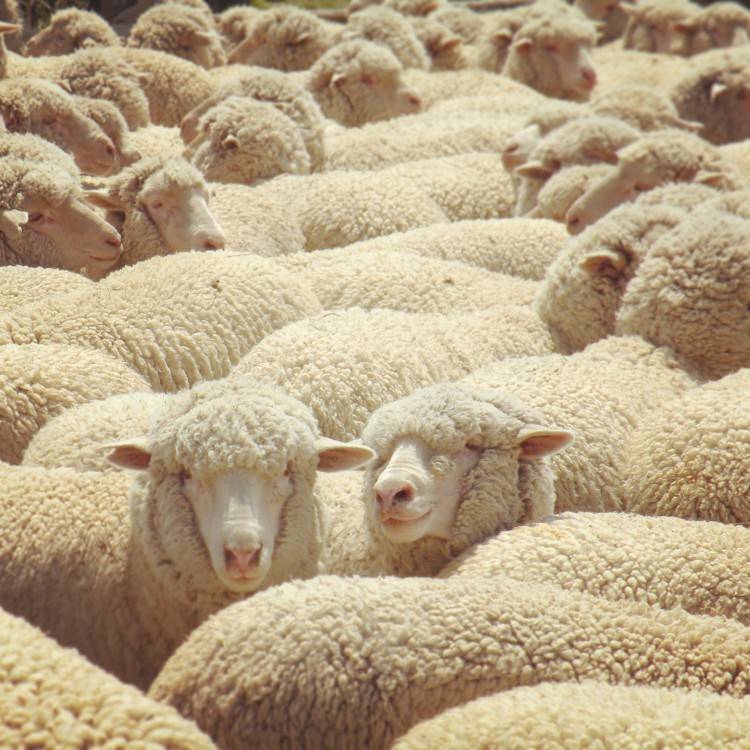 Овцы породы меринос