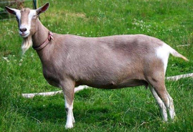Тоггенбургская порода коз: описание и характеристика