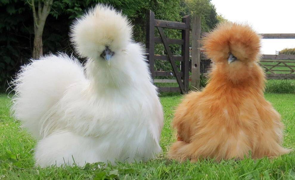 Особенности содержания и разведения китайской шелковой курицы, описание с фото, вывод цыплят