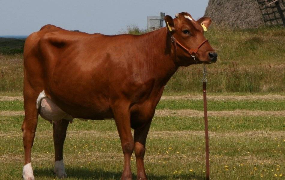 Красная степная порода коров: описание и характеристика, содержание