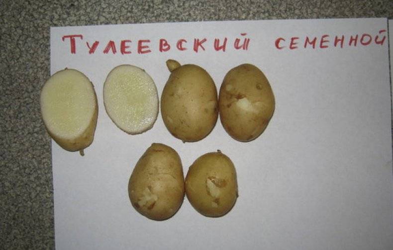 Картофель "тулеевский": описание сорта, фото, отзывы