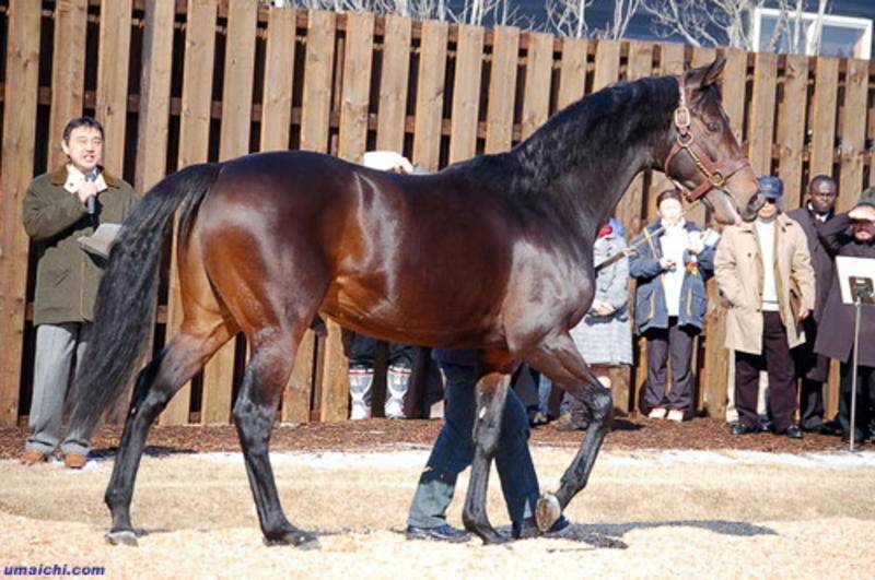 Самая дорогая лошадь в мире - топ-3 с фото - topkin