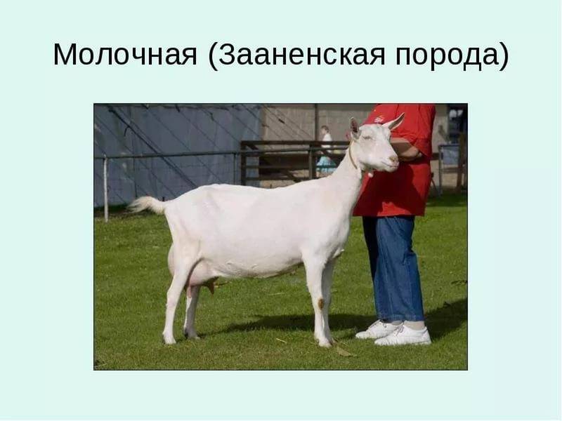 Зааненские козы: лучшая молочная порода и правила ее содержания (105 фото)
