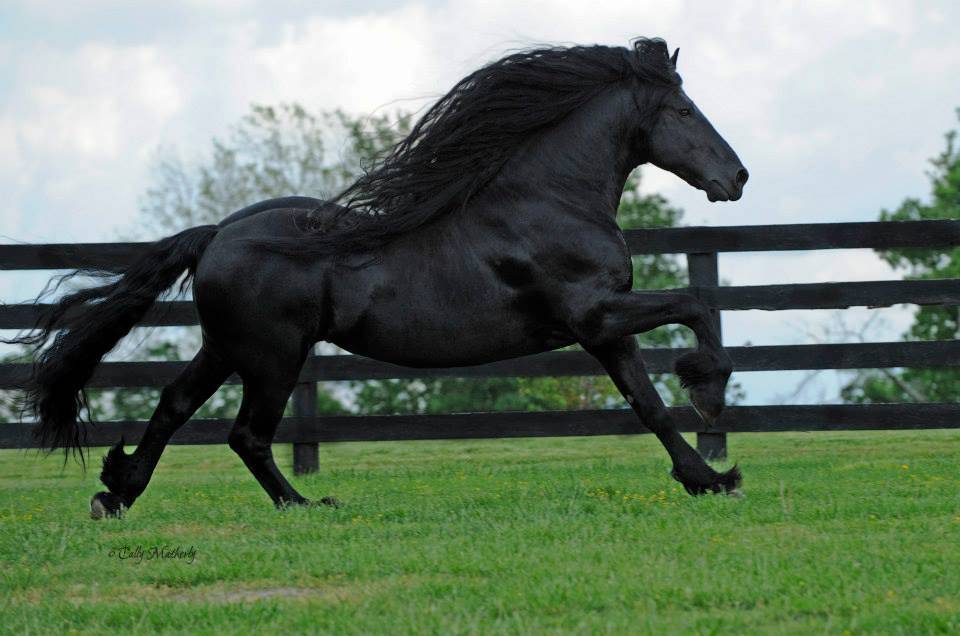 Обзор самых дорогих лошадей в мире