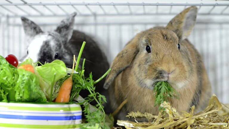 Лучший корм для кроликов - состав и нормы кормов для кроликов