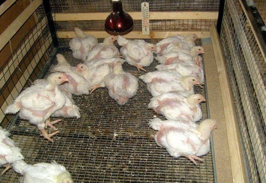 Причины, по которым не растут цыплята и насколько это опасно. методы решения и устранения проблемы