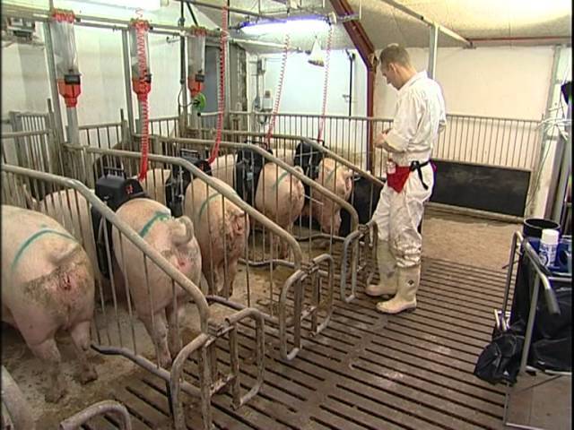 Методы искусственного осеменения свиней.