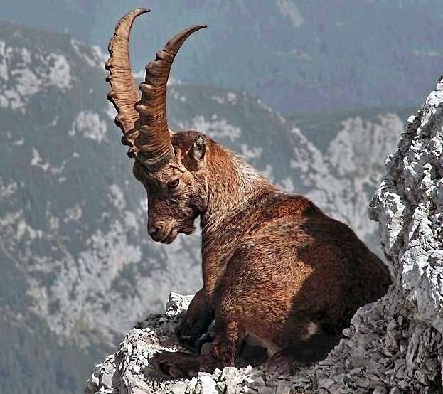 Горный козел - mountain goat