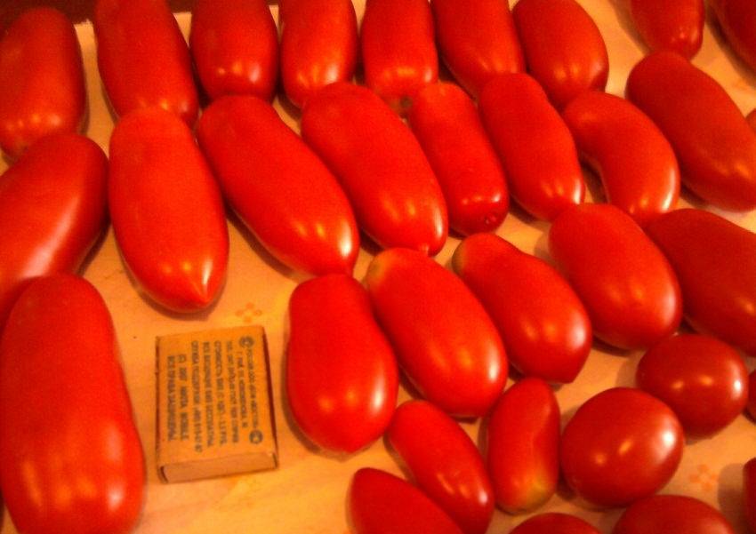 Неприхотливый аналог голландского сорта от фирмы «седек» — томат каспар 2 f1: отзывы и описание