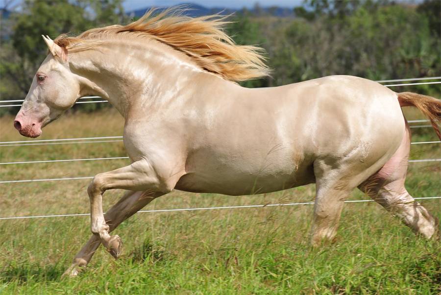 Самые красивые породы лошадей в мире: фото и названия