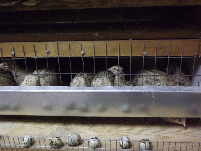Все о перепелиной ферме: можно ли заработать на выращивании птицы