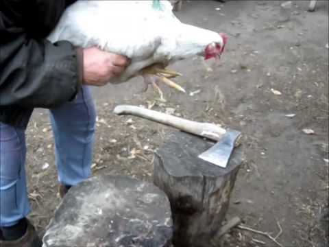 Как потрошить курицу после забоя, а также, как обработать и хранить тушку после убоя? selo.guru — интернет портал о сельском хозяйстве