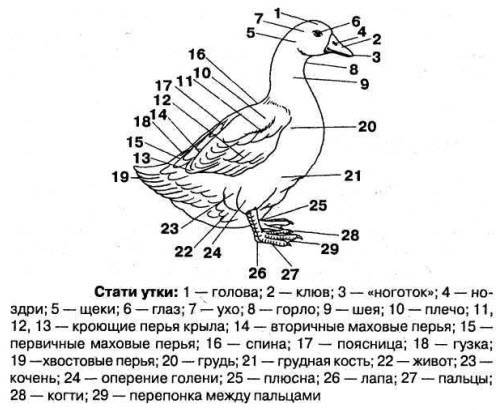 Утка агидель: описание, характеристика, выращивание, отзывы :: syl.ru