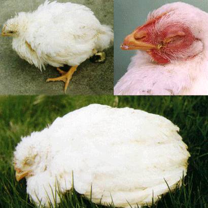 Аспергиллез — инфекционное заболевание кур, вызванное грибами, поражающее дыхательные органы и приводящее к смерти птицы