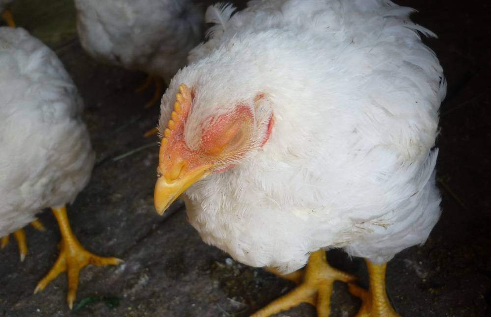 Применение комплекса пробиотических препаратов для профилактики и лечения сальмонеллеза у цыплят-бройлеров