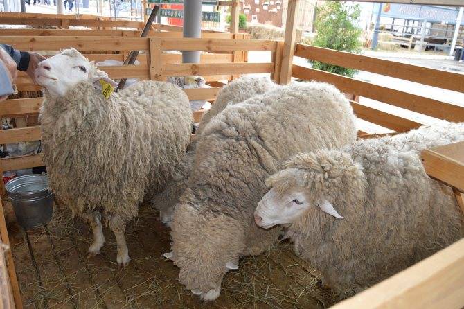 Классификация пород овец