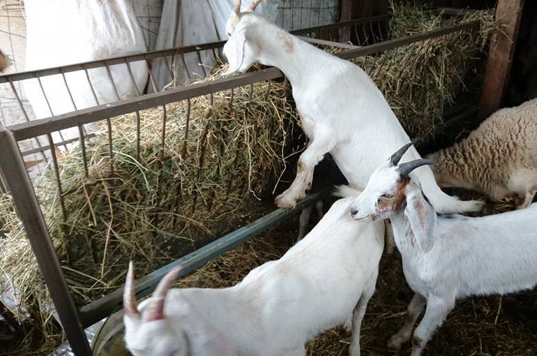 Как выращивать коз в домашних условиях: содержание и разведение животных, уход, видео и полезные советы