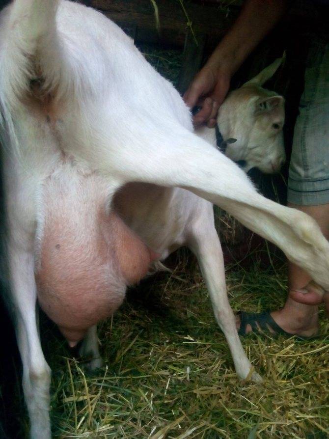 Беременность и окот козы - правила ухода от случки до окота